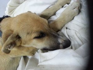 13866951_10208638828903038_851245557_n