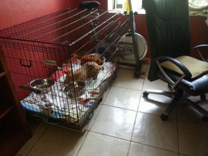 13871973_10208678170126544_197488389_n