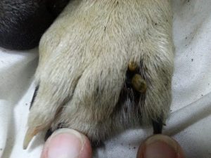 13872374_10208638828823036_183679425_n