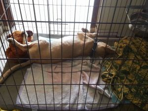 13872433_10208678169806536_1120484560_n