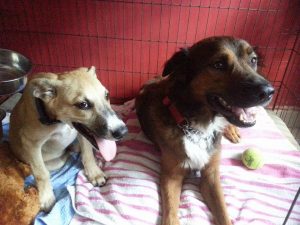 13875035_10208678525655432_1029850845_n