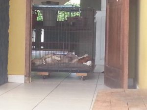 13884559_10208678169886538_288272035_n