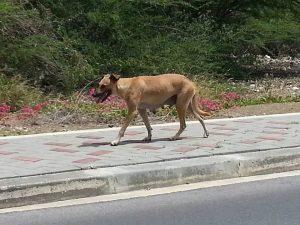 14018015_10208825977141627_1228725984_n