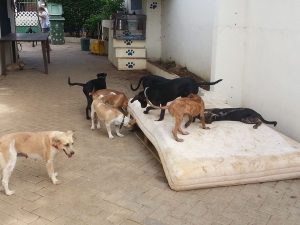 14018112_10208786222587788_1059916286_n