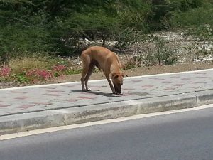 14030845_10208825977341632_336242173_n