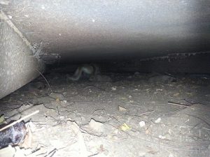 14054890_10208840839993189_1841837303_n