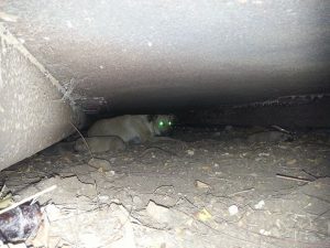 14081186_10208840617387624_1140435399_n