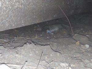 14088910_10208840615787584_1251754686_n