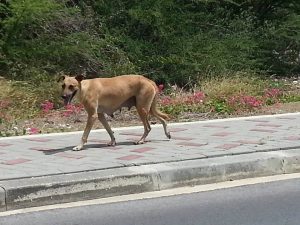 14089492_10208825977061625_1500155905_n