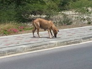 14089562_10208825977501636_864928581_n