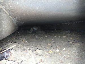 14101587_10208840156216095_1228937564_n