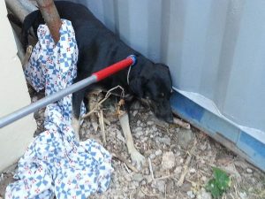 14111611_10208888319220140_496243513_n