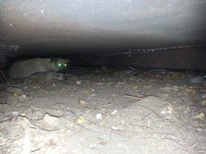 14111633_10208840148255896_2001630845_n