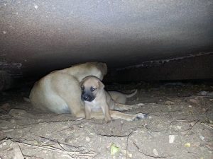 14111997_10208885642993236_1993034499_n