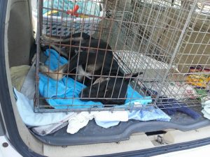 14137717_10208888318900132_1398942918_n