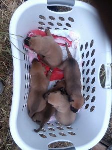 14137941_10209256824430290_1039745169_n