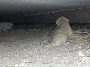 14138450_10208885642513224_2131393957_n