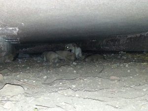 14159725_10208885642153215_251107931_n