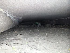 14169667_10208885642033212_490070679_n