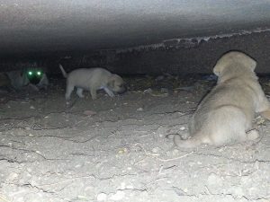 14172038_10208885642473223_1068884784_n