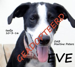 EVE geadopteerd