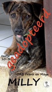 MILLY -GEADOPTEERD