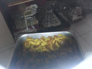 14183726_555648004627090_6238146272731320639_n