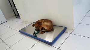 14527392_10209194375671360_1091317945_n