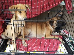 14555794_10209205281023987_1564714203_n