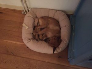 14572307_568761053315785_7642984850754319094_n