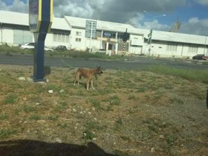 14595708_572677809590776_2004616009507993797_n