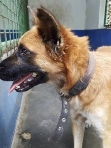 14650767_572677942924096_5795566554043049573_n