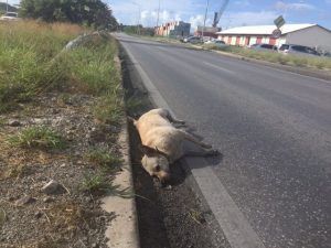 14657545_858144617654095_3817292440868718409_n