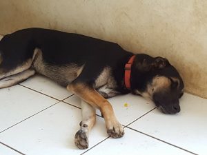 14657723_10209252533765276_1217964923_n