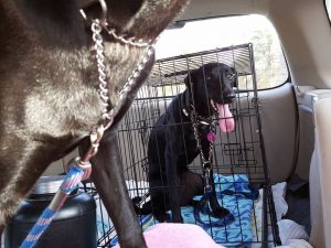 14658213_10209299019887400_944005146_n