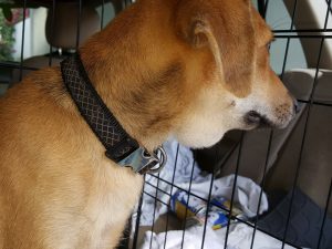 14686029_10209277653993266_222123080_n