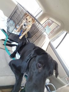 14694748_10209299021367437_1626590769_n