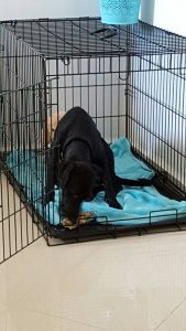 14699815_10209308663048473_1368755100_n