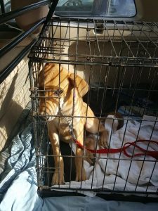 14800863_10209382843342934_1000752449_n