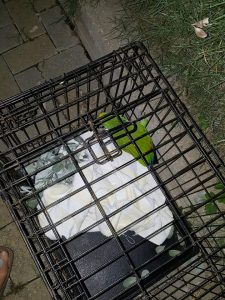 14826446_10209429833957670_2086660466_n