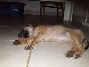 14875162_10209444955615702_1155895935_n