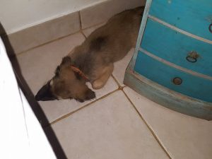 14886282_10209444955775706_1827399388_n