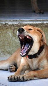 15045664_10209501760395786_682102781_n