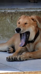 15045701_10209501760355785_1915933742_n