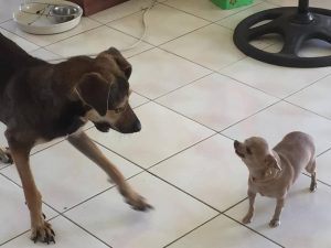 13816821_1123615514328018_1070579601_n