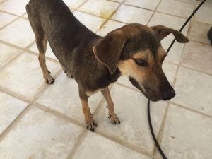 13820456_1123610137661889_2130081092_n