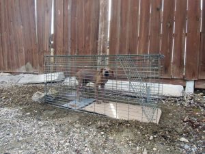 14650136_1281176495265720_1279728232325311807_n