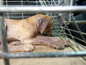 14680713_1281176771932359_4372196600495133421_n