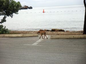 14720368_1281174751932561_2449138432625929692_n