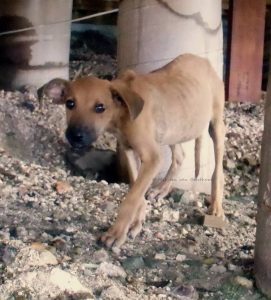 14725449_1281174991932537_3519467670630185725_n